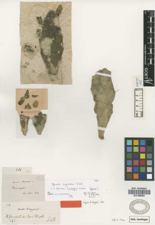 Opuntia hieronymi Griseb.