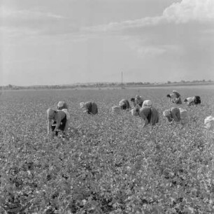 Baumwollernte auf den Feldern der Landwirtschaftlichen Produktionsgenossenschaft in Usundshowo. Frauen bei der Ernte