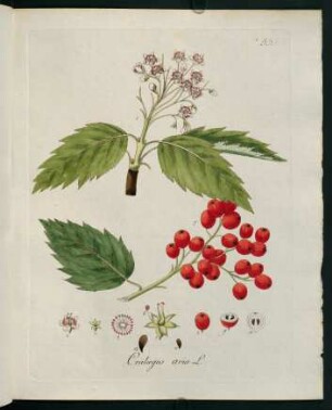 Crataegus aria L.