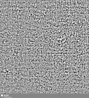 Lilie / CVC = S.7/8