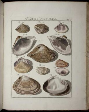 Geschlecht der Dreyeck-Muscheln.