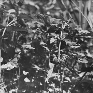 Gefleckte Taubnessel : Gefleckte Taubnessel (Lamium maculatum Linnaeus).