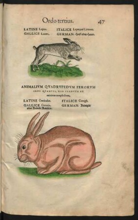 Animalium Quadrupedum Ferorum Ordo Quartus ...