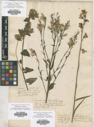 Campanula