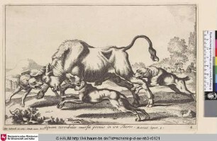 [Stierjagd; Bull hunt]