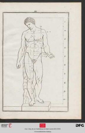 Taf. 26 [Antinous, Capitol (Proportionen; Kontur)]