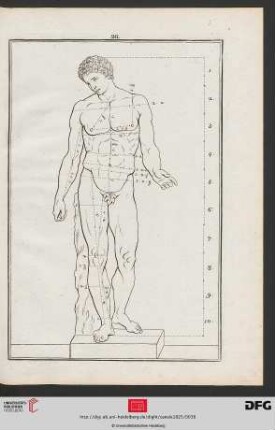 Taf. 26 [Antinous, Capitol (Proportionen; Kontur)]