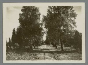 Lüneburger Heide. Naturschutzgebiet. Heideweg : Lüneburger Heide. Naturschutzgebiet Heideweg