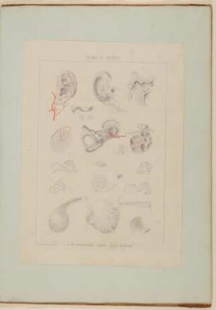 Ergänzende Darstellung der verschiedenen Bestandteile des menschlichen Hörorganes, darunter Arterien, Hautnerven, Vergrößerungen und Schnitte [Vorzeichnung zu Samuel Thomas Soemmerring, Abbildungen des menschlichen Hörorganes, Frankfurt am Main 1806, Tafel IV ("schattierte" Darstellung)]
