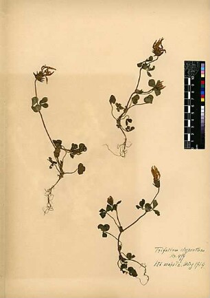 Leguminosae Trifolium clypeatum Linné, Carl von (1707 - 1778) [Bayt Mahsir, Bet Meir, Beit Meir]