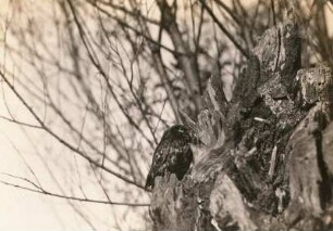 Steinkauz (Athene noctua SCOP.), adulter Vogel