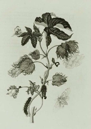 Metamorphisis Insectorum Surinamensium