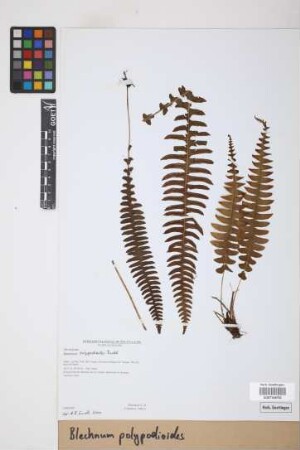 Blechnum polypodioides Raddi