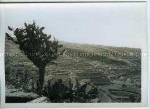 Weinanbau auf Terrassen, Teneriffa