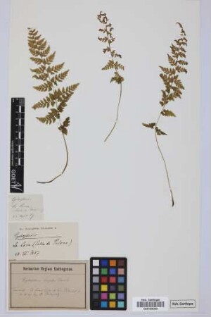 Cystopteris fragilis fragilis (L.) Bernh.