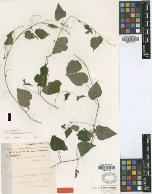 Sida begonioides Griseb.