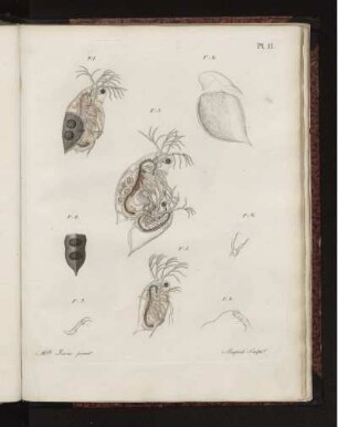 Pl. 11.