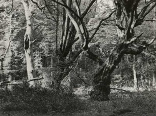 Neuenburger Urwald. Unterholzreicher Hainbuchen-Eichen-Bestand. Hutungswald