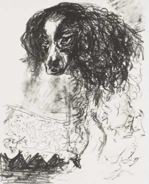 Hündchen: van Dyck : Hassebrauk, Ernst (Hersteller) nach Dyck, Anton van (Inventor): Hündchen: van Dyck. Schwarze Kreide. 1960. (Positivvorlage: SLUB, Nachlass, Hassebrauk, Ernst. Mscr.Dresd.App.2534,980)
