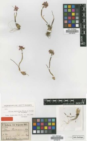 Allium kurtzianum Asch. & Sint. ex Kollmann [isotype]