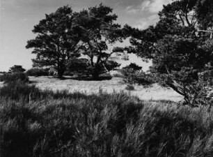 Landschaft