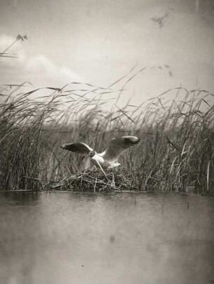 Lachmöwe (Larus ridibundus L.), vom Nest auffliegend