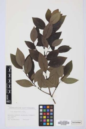 Ilex canariensis canariensis Poir.