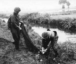 Fischerei in Peitz : Handwerkstechniken - Fischerei. Ort: Picnjo / Peitz. Aus den Gräben werden zwischen Peitz und Willmersdorf die Großkarpfen mit Zugnetzen abgefischt.