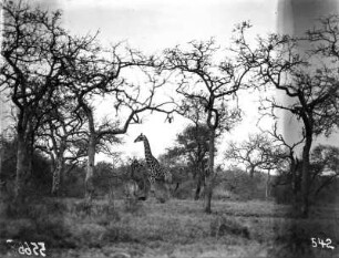 Giraffe mit Jungtier : Giraffe und ein Jungtier zwischen Bäumen im Krüger-Nationalpark.