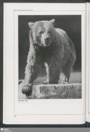 Syrischer Bär