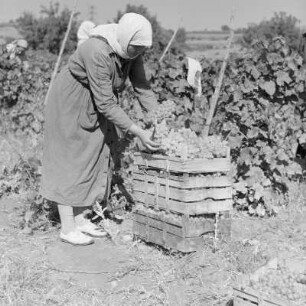 Landschaftsbild der bulgarischen Rhodopen. Weinlese um Peruschtiza