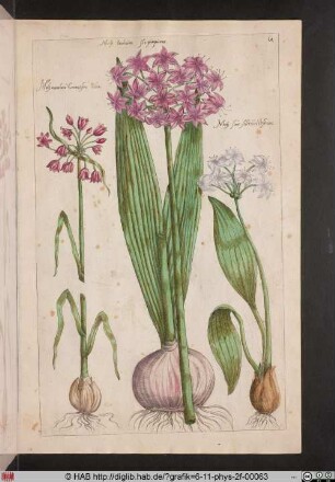 [Allium]
