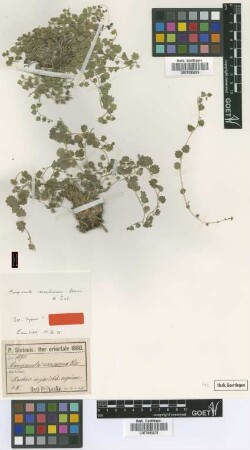 Campanula canescens Roth