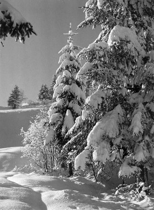 Winter Tannen : Winterbilder. Schneebedeckte Nadelbäume