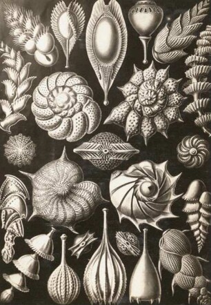 Kammerlinge (Talamophora) aus Ernst Haeckel, Kunstformen der Natur, Tafel 81