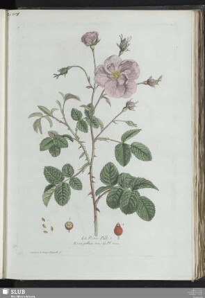 La Rose Pâle