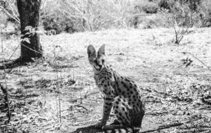 Servalkatze : Aufnahme einer Servalkatze auf der Plantage