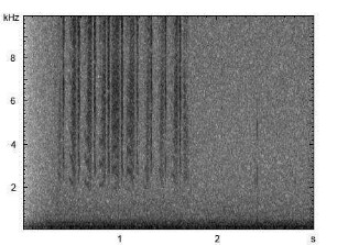 Kleiner Schmalbock | Stenurella melanura - Stridulation