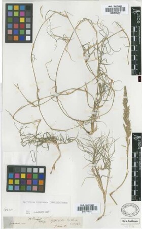 Agrostis ?
