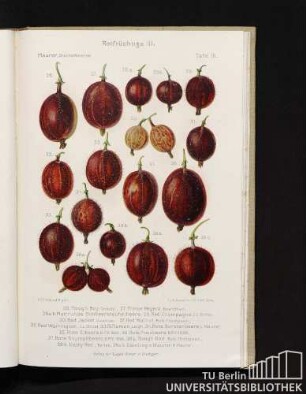 Tafel III. Rotfrüchtige III.