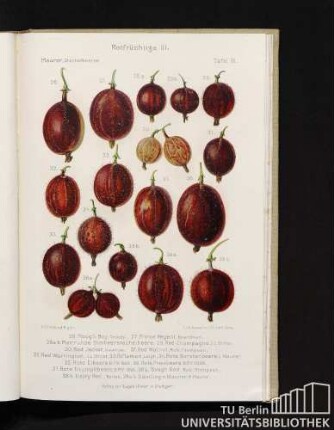 Tafel III. Rotfrüchtige III.