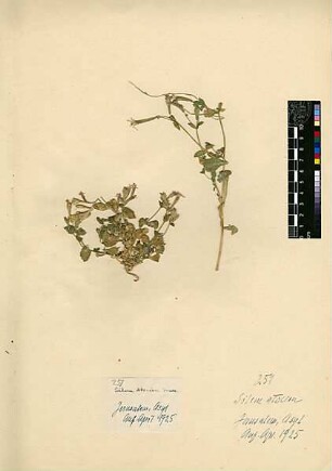 Caryophyllaceae Silene Atocion Murray, Johann Andreas (1740 - 1791) [Jerusalem, Yerushalayim, El Quds, Al-Quds, Al Quds, El Quds Esh Sherif, Al-Muqaddas, Jérusalem, Gerusalemme, Jerusalén, Aelia Capitolina, Colonia Aelia Capitolina, Hierosolyma, Urusalim, Jerusalem]
