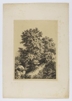 Buchen auf dem Felsen, aus: "Baum-Studien, nach der Natur radiert"
