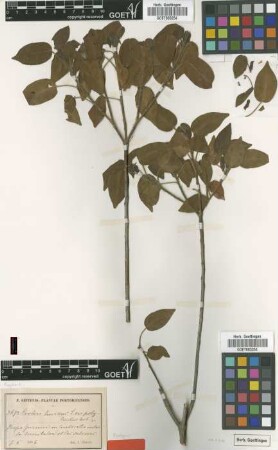 Croton lucidus L. var. polytrichus Urb.[syntype]