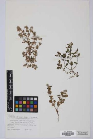Polycarpaea divaricata (Ait.) Poir. var. latifolia (Willd.) O. Ktze.