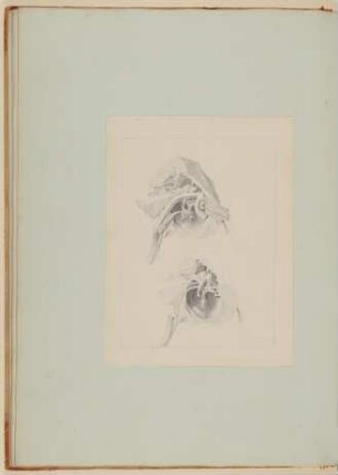 Bestandteile des menschlichen Hörorganes: das Trommelfell [Vorzeichnung zu Samuel Thomas Soemmerring, Abbildungen des menschlichen Hörorganes, Frankfurt am Main 1806, Tafel II ("schattierte" Darstellung), Fig. XX, XXI]