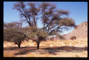 (oberes) Wadi Hamra, Acacia