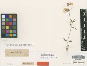 Silene dichotoma Ehrh. [type]
