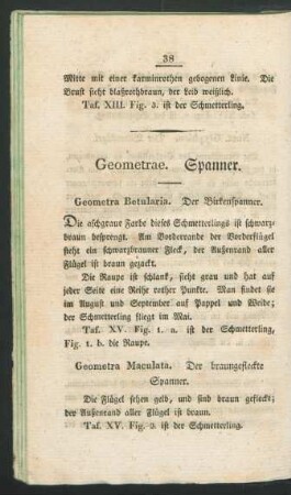 Geometrae. Spanner.