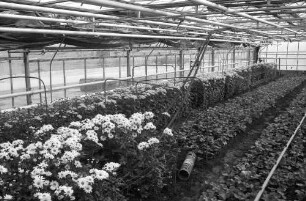 Holzhausen: Chrysanthenen Gewächshaus, mit Heiz und Verdunklungsanlagen